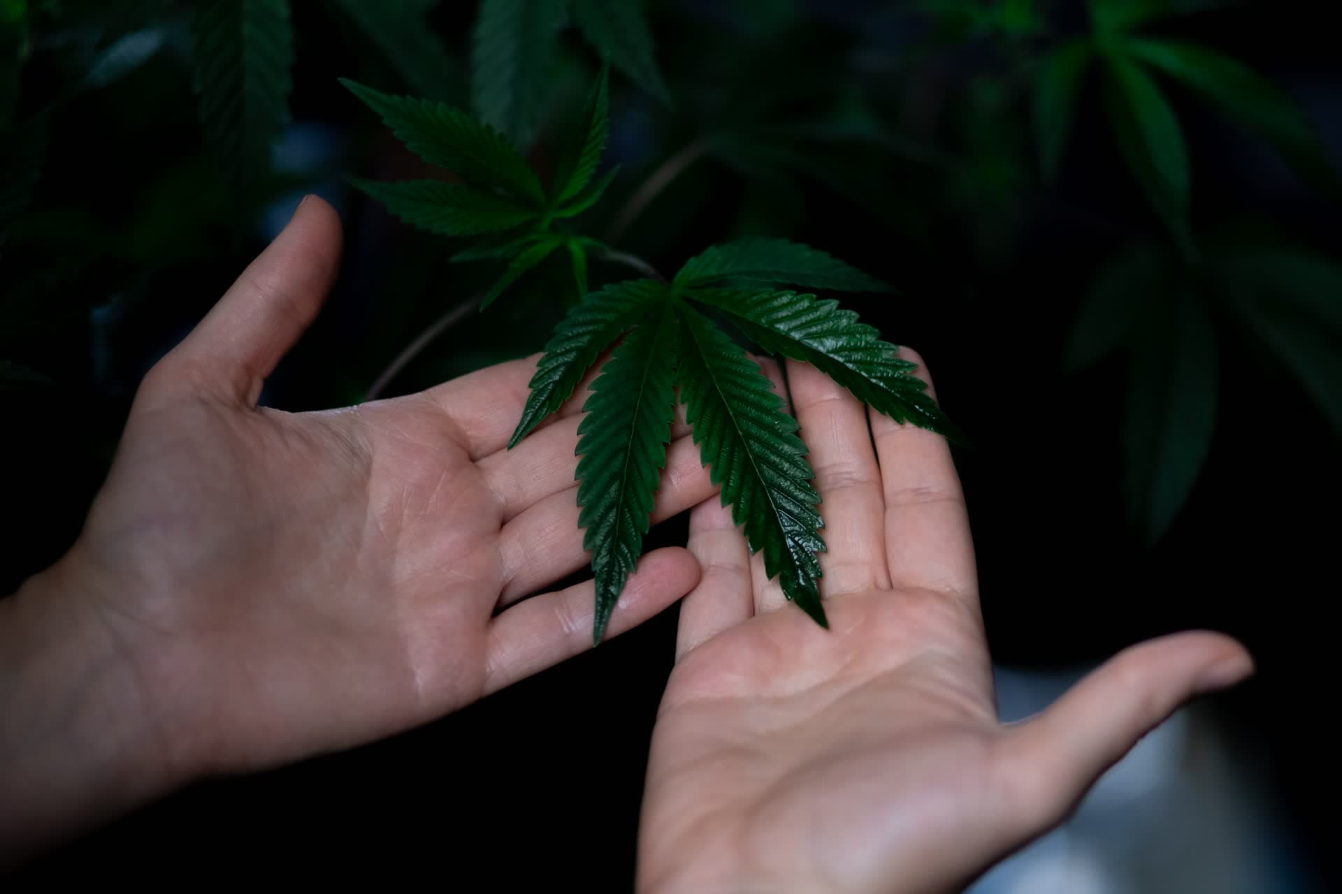 Medical cannabis certification
